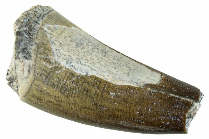 Dinosaur-Eating Crocodile (Sarcosuchus) Tooth #282066
